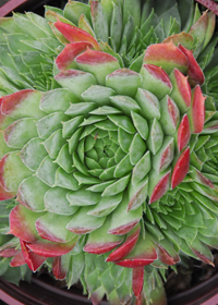 Sempervivum 'Jubilee'